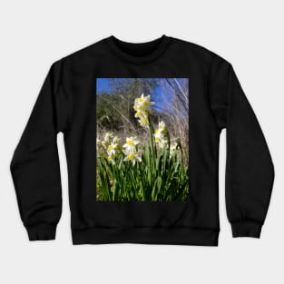 White and Yellow Daffodils Against a Blue California Spring Sky Crewneck Sweatshirt